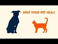 Help Your Pet Heal Clinic Postoperative Healing Instructions