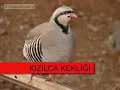 DJAMAT-kekliği düz ovada avlarlar(FİNİKE)