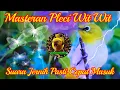 1 Jam Masteran Pleci Wit Wit Jernih Banget, Terapi Saat Malam Hari Agar Pagi Nya Cepat Nembak