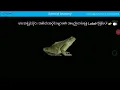 External Anatomy of a Frog
