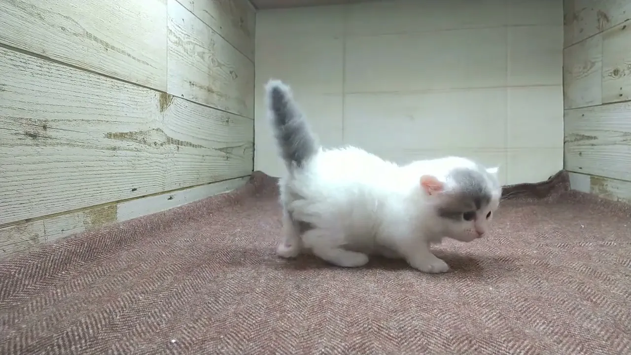 動画