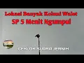 Download Lagu Suara walet cek lokasi terbaik jernih , SP. Cek Lok