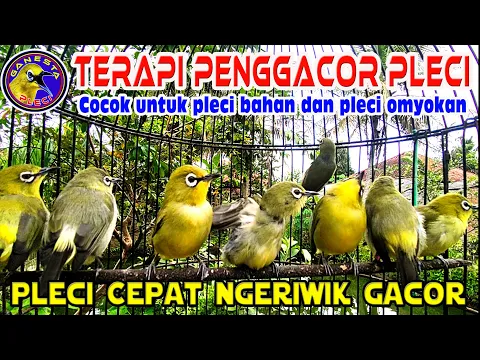 Download MP3 Terapi PENGGACOR Pleci Paling Ampuh Agar Pleci Buka Paruh || Terapi Pleci Koloni Terbaru