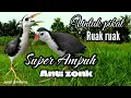 Download Lagu SUARA PIKAT BURUNG RUAK RUAK TUNGGAL AMPUH SUARA JERNIH