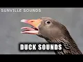 Download Lagu Duck Sounds | Animal Sounds with Peter Baeten
