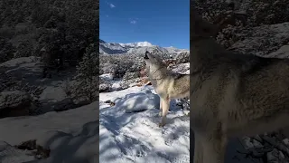 ذيب صوة الذيب 