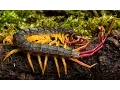 Download Lagu The Sound of a Flag Tail Centipede