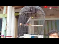 Download Lagu Review harga burung cucak ijo,,jalak rio rio,,sogon gacor dll di pasar burung kepanjen malang