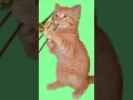 Download Lagu #funny #gaming #games #cat #cartoon #cute #brainrot #love #efek #edit