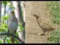 Beethoven - 6th Symphony birdsong-sequence with images