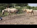 RANCHOLAROSA POTRANCA PALOMINA APPALOOSA 2018 DE MR PEPONITA PUDDEN