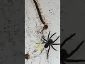 Download Lagu centipede vs philippines spider / agwason alupihan fighting #fighting #shorts