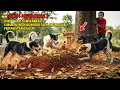 Lagu BIKIN MERINDING ! BARU 1 HARI DI MAKAMKAN KUBURAN INI DI BONGKAR ANJING LIAR, PERTANDA APA ?