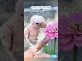 Download Lagu A kind woman raised a featherless lovebird with love #birds #cuteanimals #animals