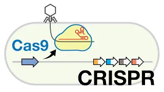 CRISPR-Cas9-mediated Adaptive Immunity Mechanism in Bacteria [3 Steps of CRISPR-Cas system]