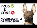 Xoloitzcuintli Dog Breed Pros and Cons xolo dog Advantages and Disadvantages