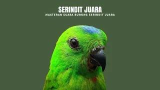 Download SERINDIT JUARA : Masteran Suara Burung Serindit (100% Juara) MP3