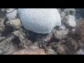 Ocean temperatures break records bleaching coral reefs