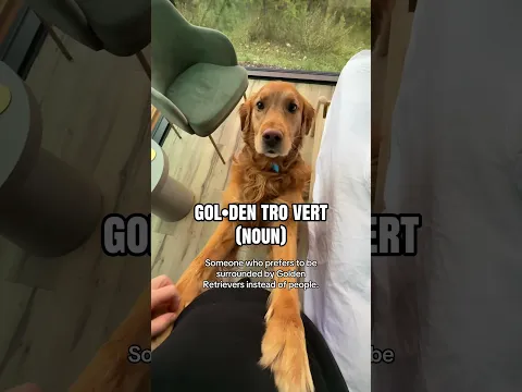 The best kind of trovert #dogs #goldenretreiver #pets #doglife #dogshorts