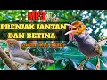 Lagu MP3 Suara Prenjak Jantan \u0026 Betina Gacor !!! ||  untuk masteran dan pikatan #prenjak