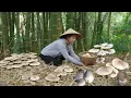 Lagu Harvesting mushrooms to sell at the market, taking care of pigs and chickens, and cooking