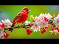 Download Lagu RESTORATION OF THE NERVOUS SYSTEM 🌿 Gentle music calms the nervous system and pleases the soul