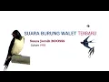 Download Lagu SUARA BURUNG WALET JERNIH , DURASI PANJANG BOSS!!