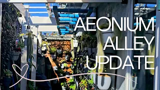 Expand your collection of Aeoniums!