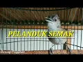 Download Lagu Pancingan pelanduk semak paling dicari.