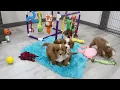 Blue-Diamond-Cavapoo-puppies-Piper-litter-