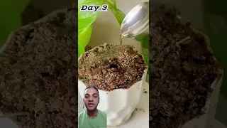 زراعة بزور الكتان Plants Garden Gardening Newsong Song Farming اكسبلور Tomata Agriculture 