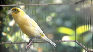 تدريب الكناري على تغريدة قوية للمسابقات أغنية تحفيزية لجعله بطلا 