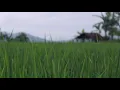 Relaxation Music Indonesian.Tradisional music for relaxing,sleeping music,Sawah View