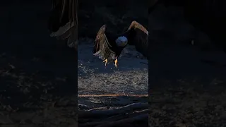 الموسيقى الحالية Trending Viral اكسبلور دويتو Youtubeshorts Duet 