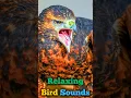 Download Lagu 8 Panggilan Elang Terkuat di Dunia – Suara Asli! 🦅🔊