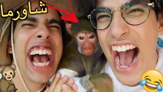 أفريكانو   شاورما طلع أنثى    دندنها