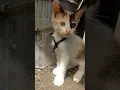 Lagu dengerr suara 🚨🐈🌤️🌿🍃🌻🍂#shorts #trending #funny #viral #kucing #cat #kucingbelangtiga