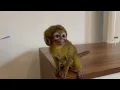 Meet Stacy Our Marmoset Finger Monkey Available For Adoption