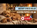 LIVE Instant Stress Relief Sleeping Puppies