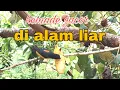 Download Lagu kemade gacor di alam liar, pancingan jitu kemade bahan
