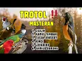 Download Lagu 🔴 MURAI BATU TROTOL GACOR ‼️ MASTERAN TROTOLAN MUDAH MASUK