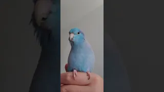 Parrotlet Calling Sound 