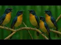 Download Lagu Pikat Burung Tledekan Gunung Gacor – Full Suara Alam Asli Bikin Merapat
