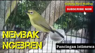 Download Pleci ombyokan dakun wilis nembak ngebren ‼️ pancingan pleci bahan supaya cepat nembak MP3