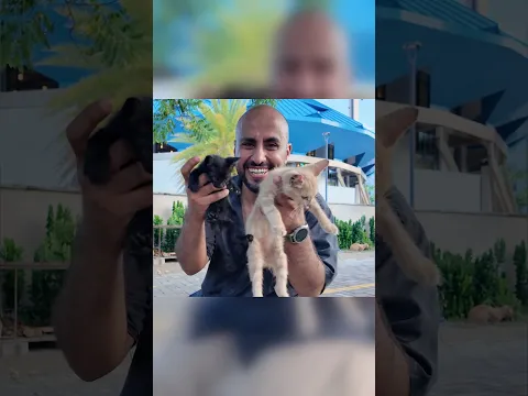 قطط مسجد الملك سلمان في المالديف