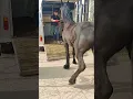 Black Friesian Horse ep4