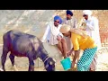 Lagu ਭੈਣ ਘਰੇ ਭਾਈ ਕੁੱਤਾ, ਸਹੁਰੇ ਘਰੇ ਜਵਾਈ ਕੁੱਤਾ … //chand comedy video //shortfilm