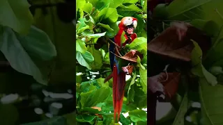 Scarlet Macaw on the SIDE of the Road!! 🇨🇷