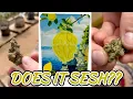 SEED JUNKY LEMON FRUZ - DOES IT SESH OR DOES IT SUCK