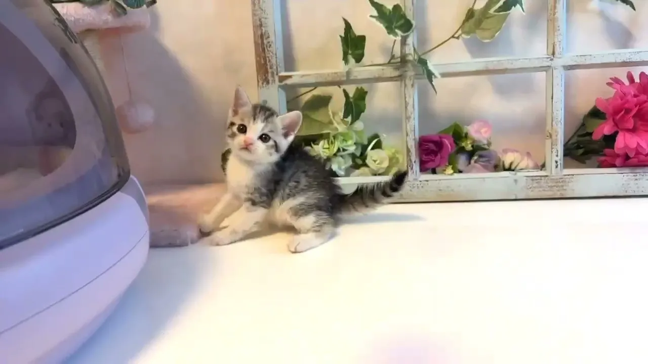 動画